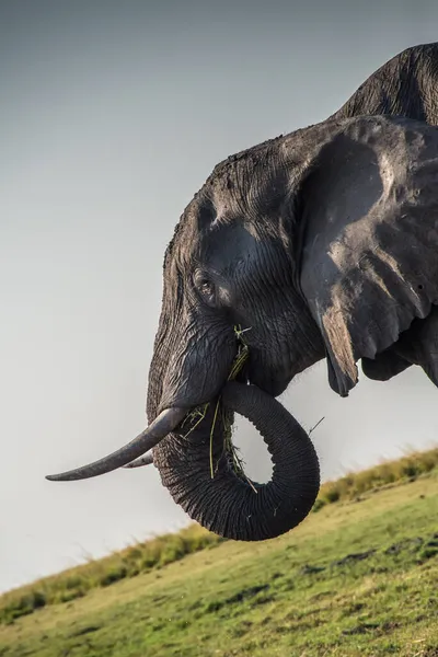 Elephant Eating Chobe National Park Botswana — Stock Photo, Image
