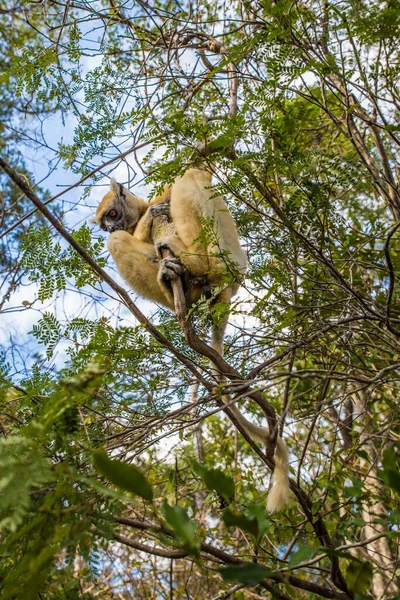 Lémur Sifaka Colgado Brach Madagascar — Foto de Stock
