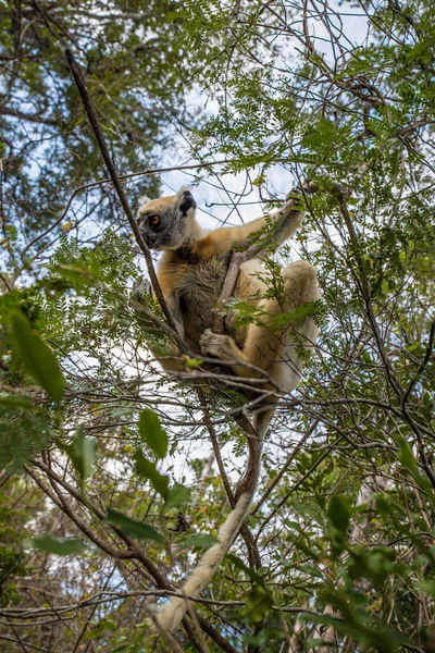 Sifaka Lemur Tergantung Pohon Brach Madagaskar — Stok Foto