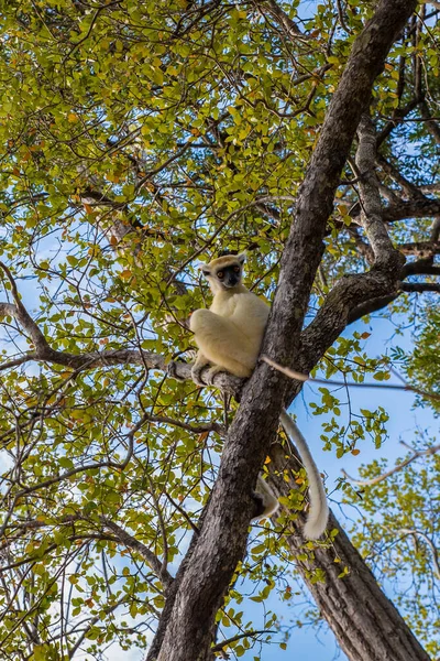 Лемур Сифака Висит Дереве Брач Мадагаскар — стоковое фото