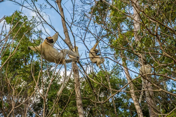 Група Лимура Сифака Висить Дереві Вази Мадагаскар — стокове фото