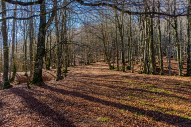 Aizkorri Dağları 'ndaki ormanda Bask Ülkesi parkında.