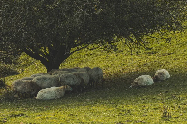 Schapen Slapen Onder Een Boom Gipuzkoa Baskenland — Stockfoto