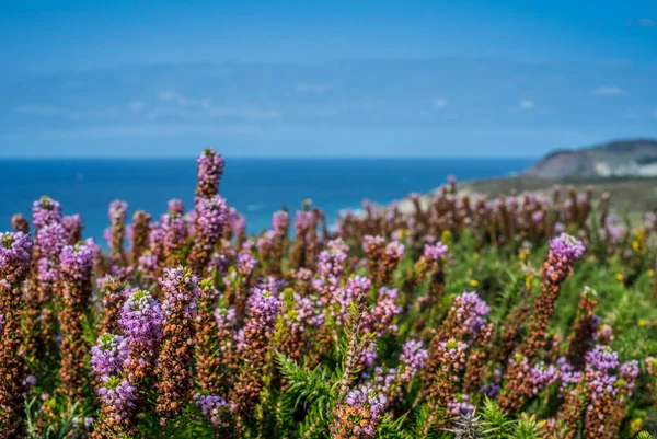 Pink Lupines Growing Coast Basque Country — Stock Photo, Image