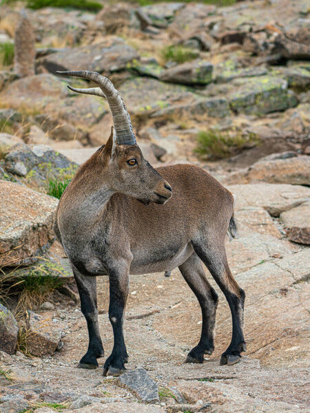 Male mountain goat in Sierra de Gredos mountain range, Avila, Spain