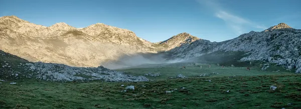 Vacas Nascer Sol Picos Europa Astúrias — Fotografia de Stock