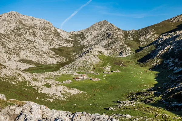 Vacas Ruinas Del Pueblo Picos Europa Asturias —  Fotos de Stock