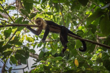 Yaşlı beyaz kafalı maymun Corcovado Ulusal Parkı 'nda ağaçta