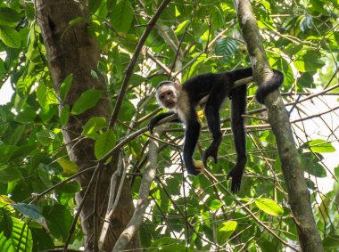 Corcovado Ulusal Parkı 'nda meyveli beyaz başlı maymun.