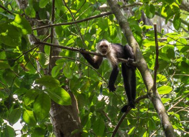 Corcovado Ulusal Parkı 'nda meyveli beyaz başlı maymun.