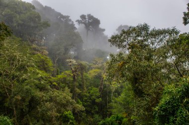 Los Quetzales Ulusal Parkı 'ndaki bulut ormanında sis var.