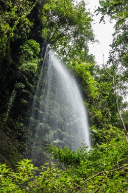 Los Tilos 'taki Şelale Parkı, La Palma, Kanarya Adaları