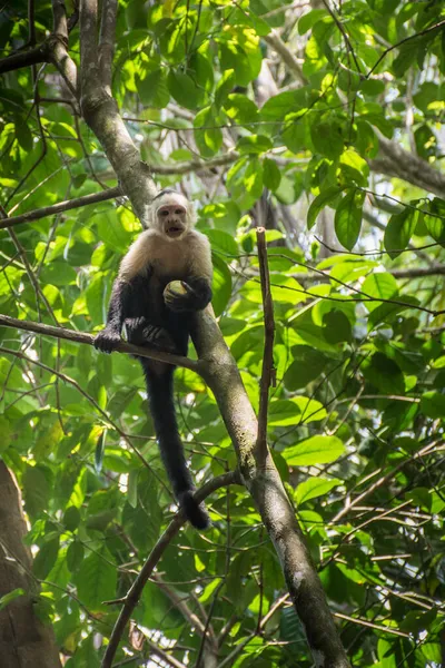 Macaco Cabeça Branca Com Uma Fruta Parque Nacional Corcovado — Fotografia de Stock