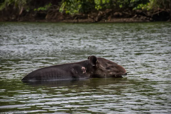 Tapir Blessé Prenant Bain Corcovado Costa Rica — Photo