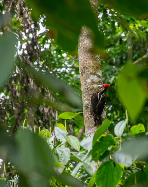 Pássaro Pica Pau Bico Pálido Uma Árvore Corcovado Costa Rica — Fotografia de Stock