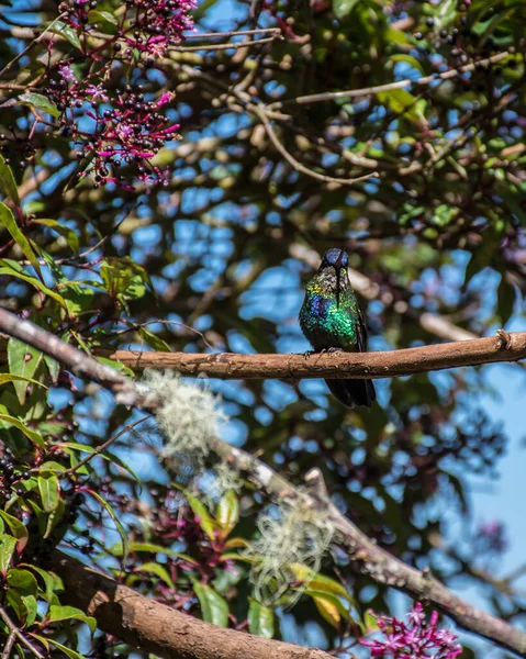 Colorido Colibrí Aterrizó Una Rama Costa Rica — Foto de Stock