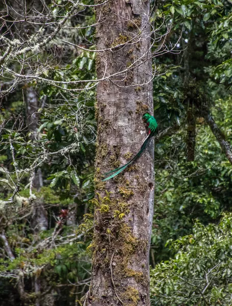 Мужчина Блестящий Кетзал Кормит Породу Лесу Коста Рика — стоковое фото