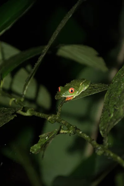 Κόκκινο Μάτι Βάτραχος Στην Κόστα Ρίκα — Φωτογραφία Αρχείου