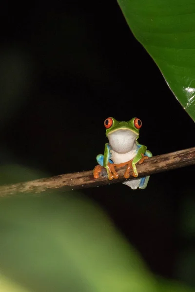 Kosta Rika Kırmızı Gözlü Kurbağa — Stok fotoğraf