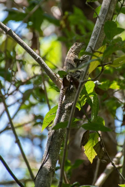 Lagarto Escalando Uma Árvore Costa Rica — Fotografia de Stock