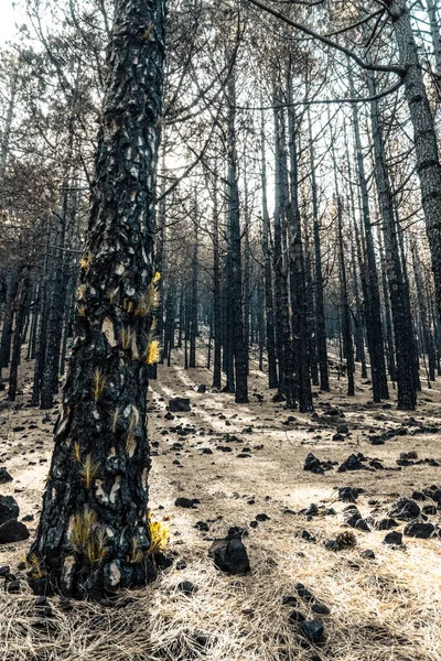 Kiefern Nach Einem Waldbrand Auf Palma Kanarische Inseln — Stockfoto