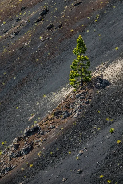Lonely Pine Tree Palma Volcano — Stock Photo, Image