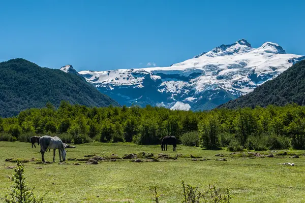 Cerro Tronador Med Hästar Bariloche Argentina — Stockfoto