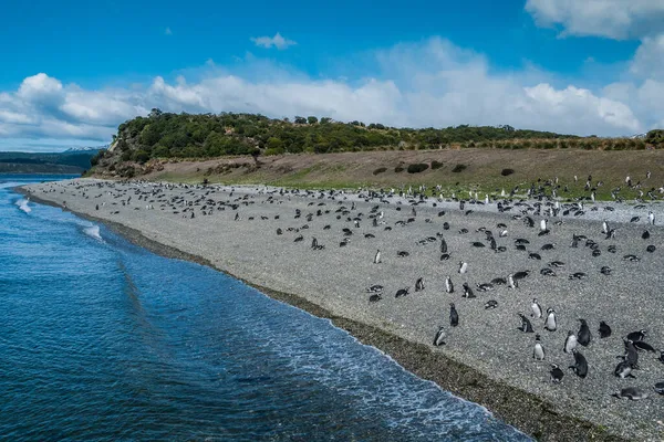 Tučňáci Ostrově Martillo Ushuaia Argentina — Stock fotografie
