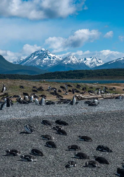 Tučňáci Ostrově Martillo Ushuaia Argentině — Stock fotografie