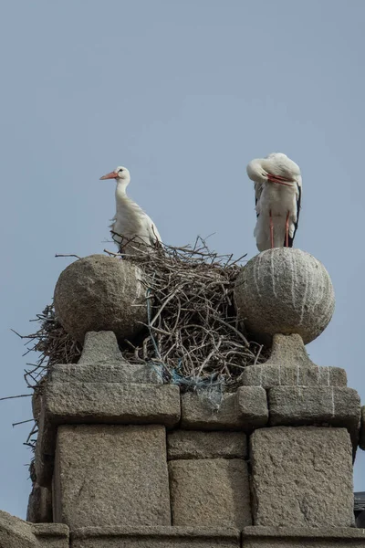 Аисты Гнездо Вершине Башни Авиле Испания — стоковое фото