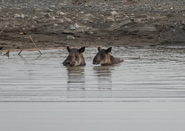 Tapir taking a bath in Corcovado with brood — Stock Image Tapir Taking Bath Corcovado Brood Stock Photo