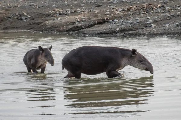 Tapir taking a bath in Corcovado National Park — Stock Image Tapir Taking Bath Corcovado National Park Royalty Free Stock Photos