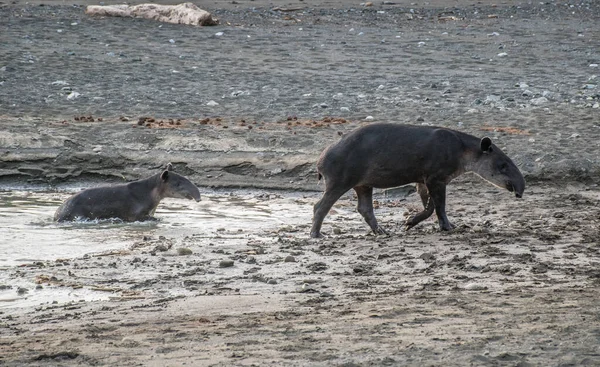 Tapir taking a bath in Corcovado with brood, Costa Rica — Stock Image Tapir Taking Bath Corcovado Brood Costa Rica Stock Picture
