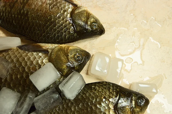 Fresh fish furred ice. — Stock Photo, Image