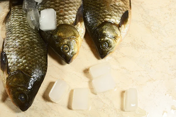 ताजे मासे आणि बर्फ . — स्टॉक फोटो, इमेज