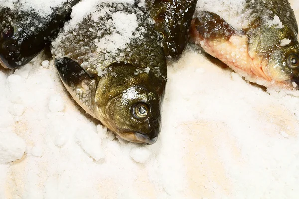 Fresh fish and salt. — Stock Photo, Image