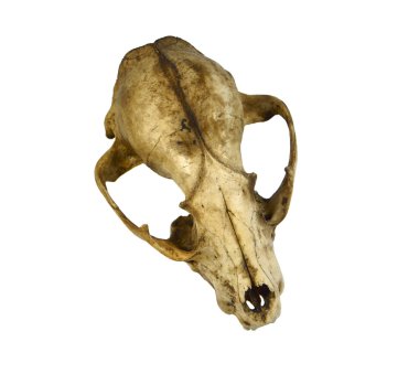 cherem küçük memeliler, köpekler.