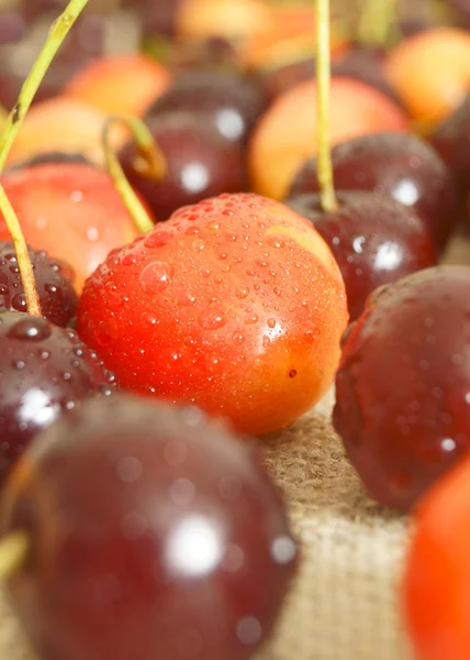 Cherry. — Stock Photo, Image