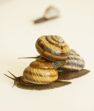 Helix pomatia.