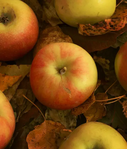 Apples on the fallen leaves — Stock Photo, Image