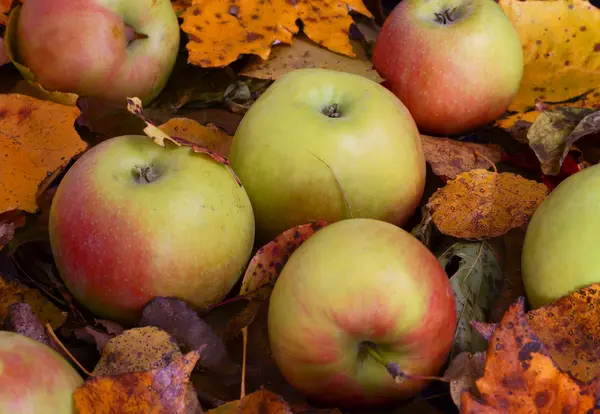 Apples on the fallen leaves — Stock Photo, Image