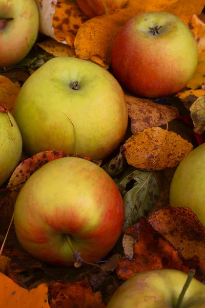 Jablka na spadaném listí — Stock fotografie