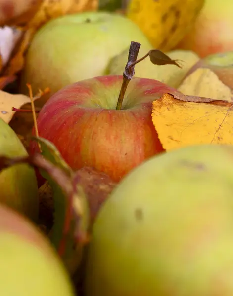 Äpplen på de fallna löven — Stockfoto