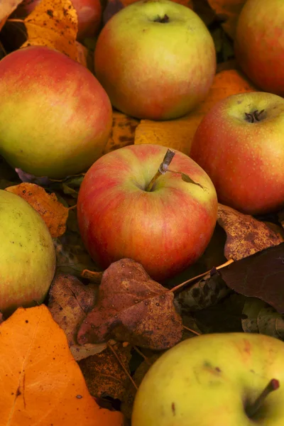 Apples on the fallen leaves — Stock Photo, Image