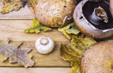 mantar ve sonbahar yaprakları