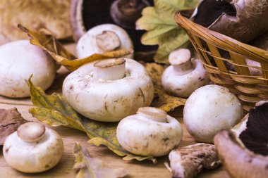 mantar ve sonbahar yaprakları