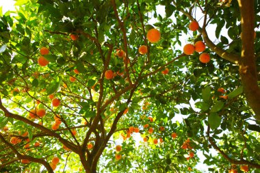Orange Tree clipart