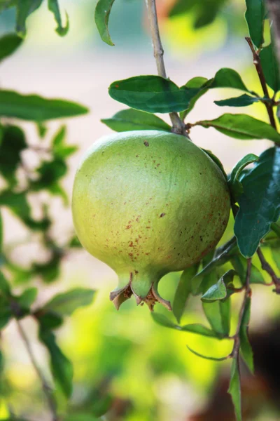 Pomegranate — Stock Photo, Image