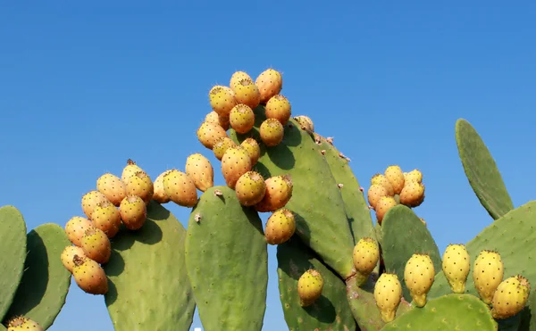 Cactus Fruits — Stock Photo, Image