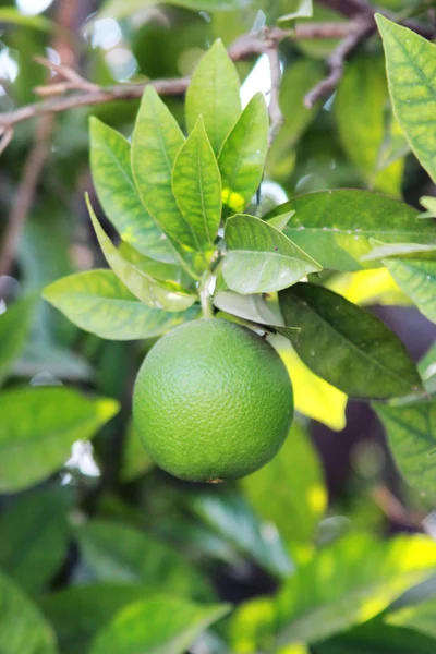 Turunçlas interrupciones de hielo